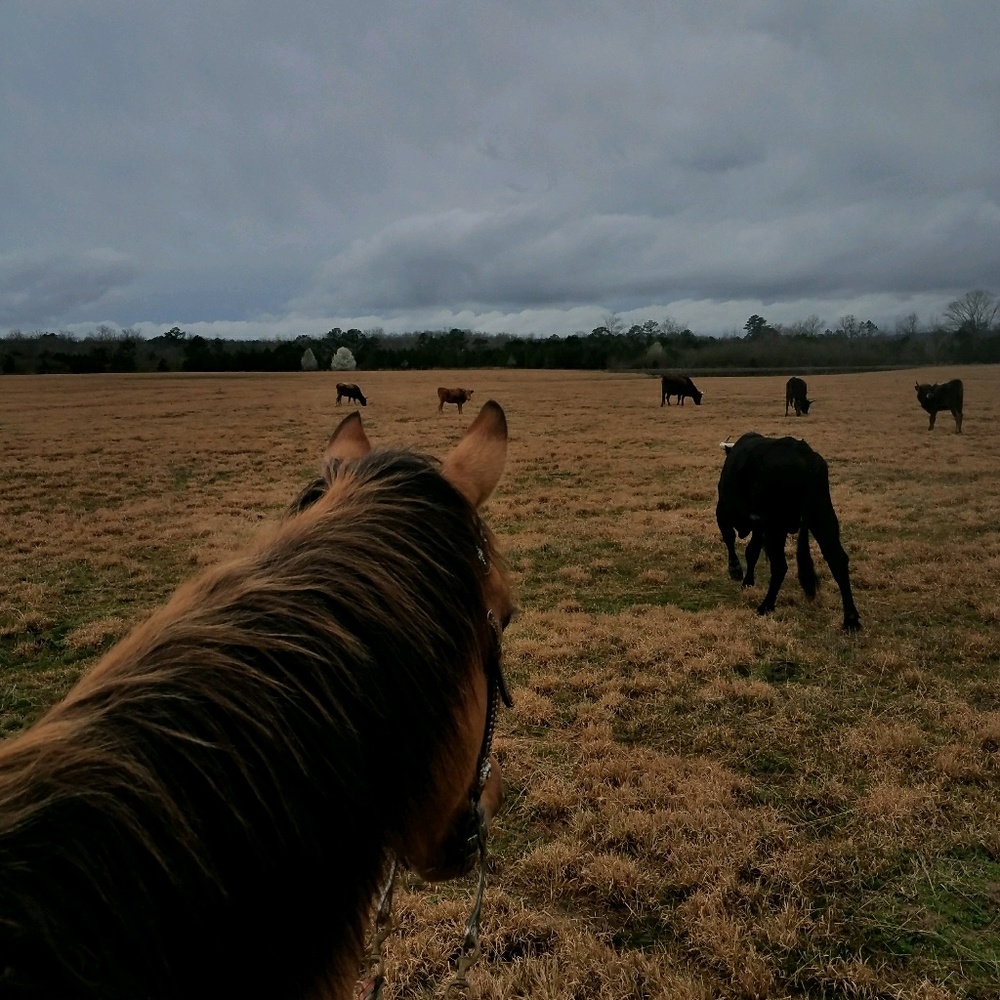 Meet your Posher, Julia